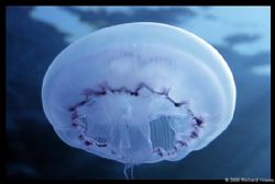 Free Swimming Jellyfish by Richard Howes 